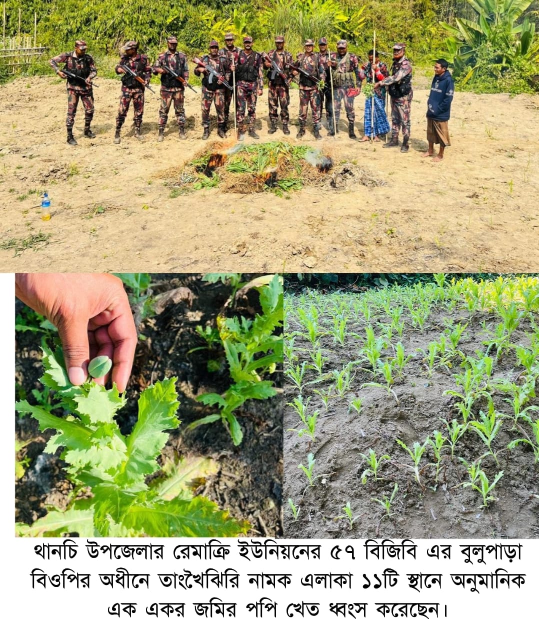 বান্দরবান থানচির রেমাক্রি ইউনিয়নে পপি খেত ধ্বংস করেছেন ৫৭ বিজিবি