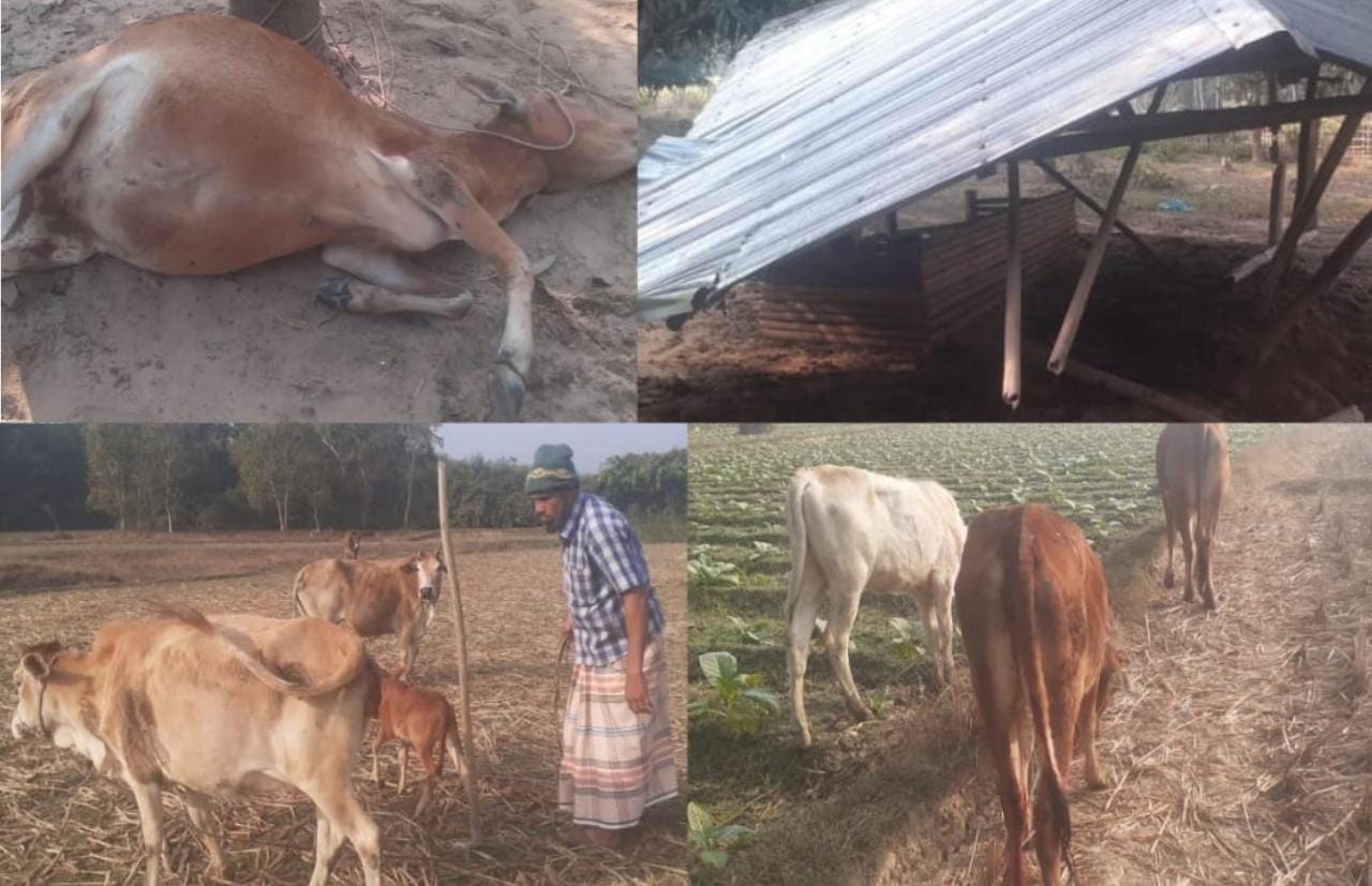 লামায় কৃষকে গোয়ালে বন্য হাতির আক্রমণ