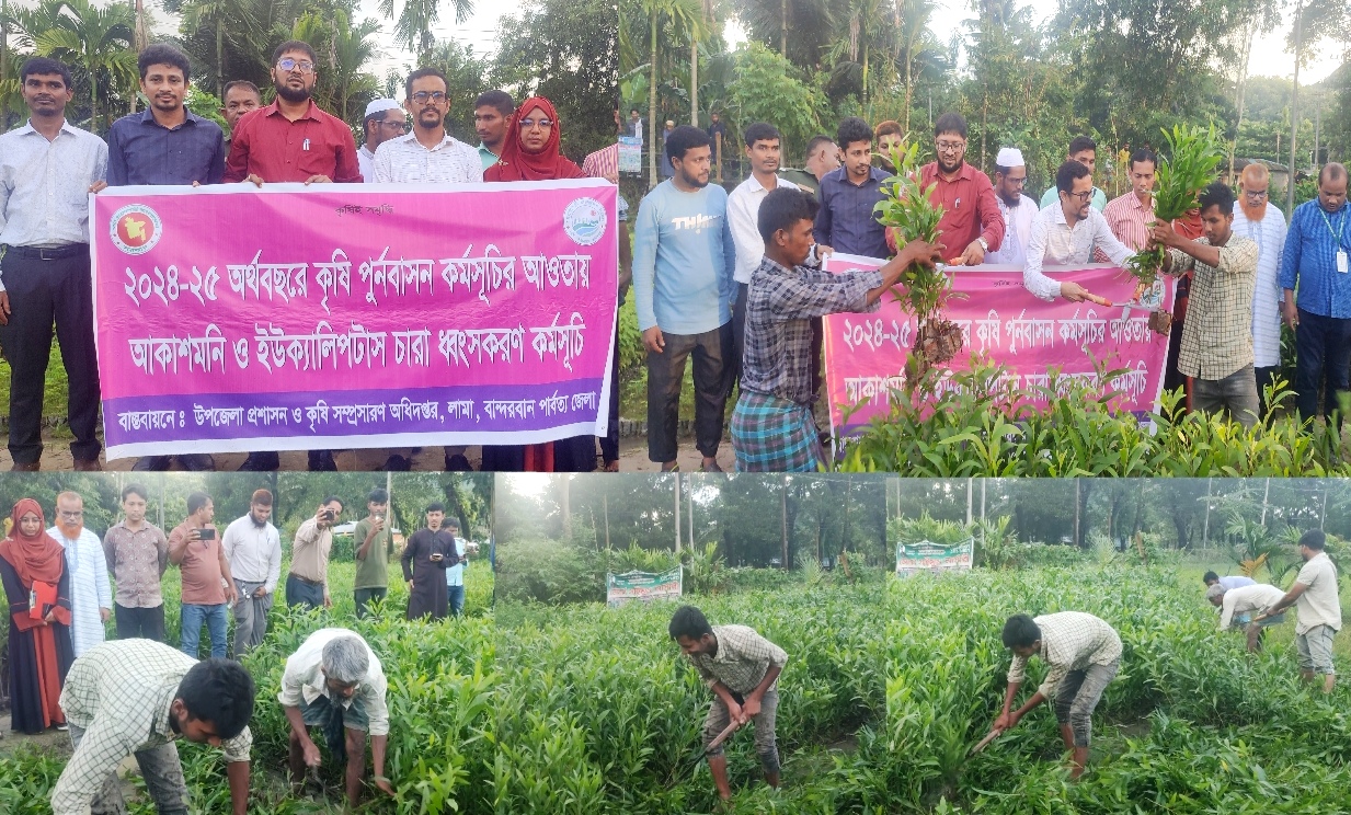 লামায় পরিবেশ রক্ষায় আকাশমণি ও ইউক্যালিপটাস চারার ধ্বংস কার্যক্রম শুরু