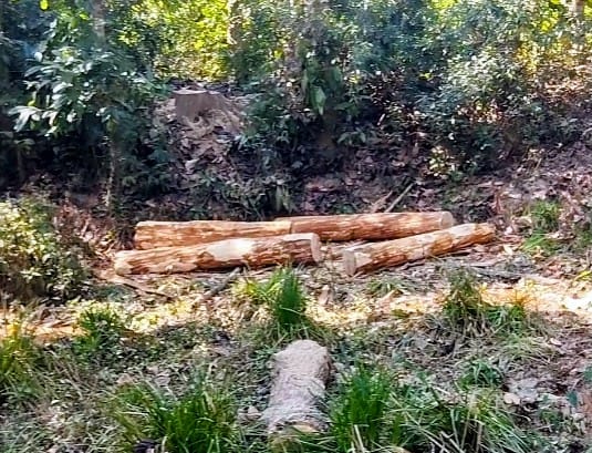 লামায় সরই ইউনিয়নে মব সৃষ্টি করে জায়গা দখল ও বাগান কর্তন