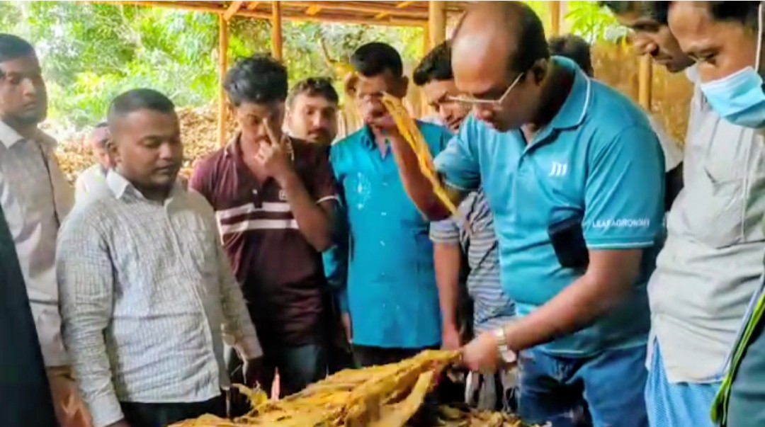 লামা-আলীকদমে তামাক চাষিরা বিপাকে