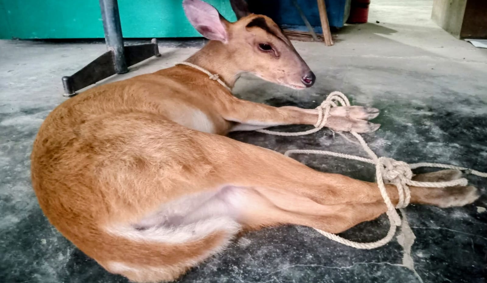 লামায় মায়া হরিণ উদ্ধার